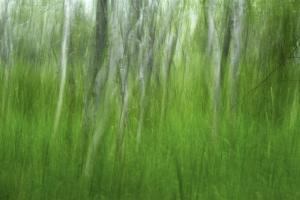Mastering The Art Of Intentional Camera Movement By Juergen Roth Published By Apogee Photo Magazine
